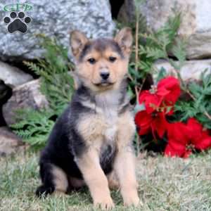 Abagail, German Shepherd Puppy