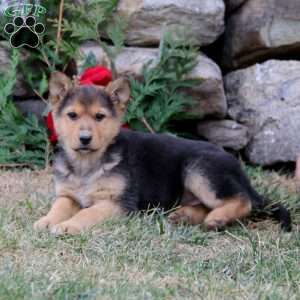 Abagail, German Shepherd Puppy