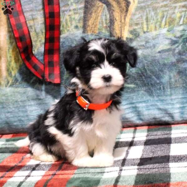 Abby, Havanese Puppy