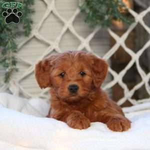 Abby, Mini Goldendoodle Puppy