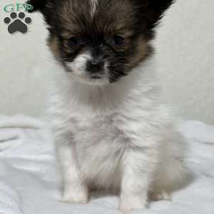 Abby, Papillon Puppy