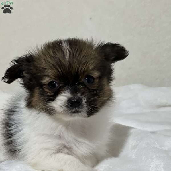 Abby, Papillon Puppy