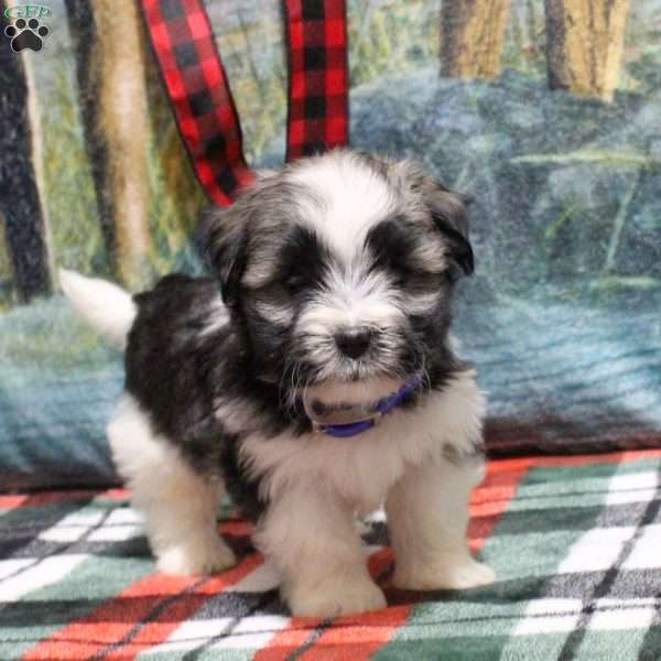 Abe, Havanese Puppy