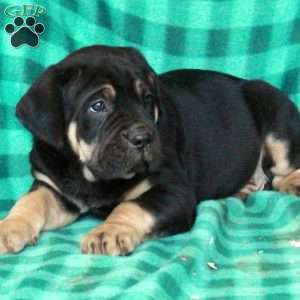 Abel, Cane Corso Puppy