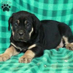 Abel, Cane Corso Puppy