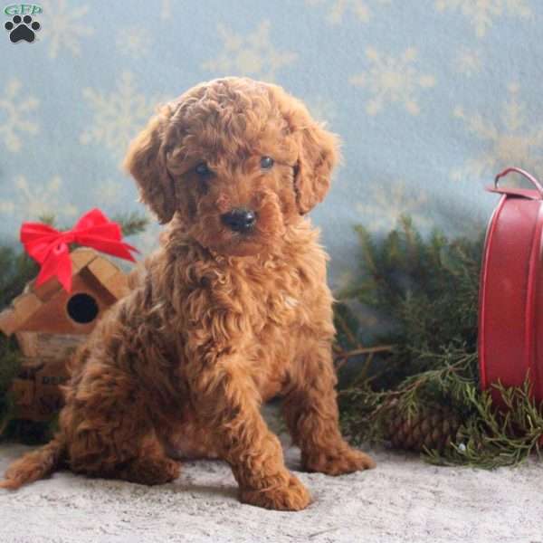 Abraham, Cavapoo Puppy