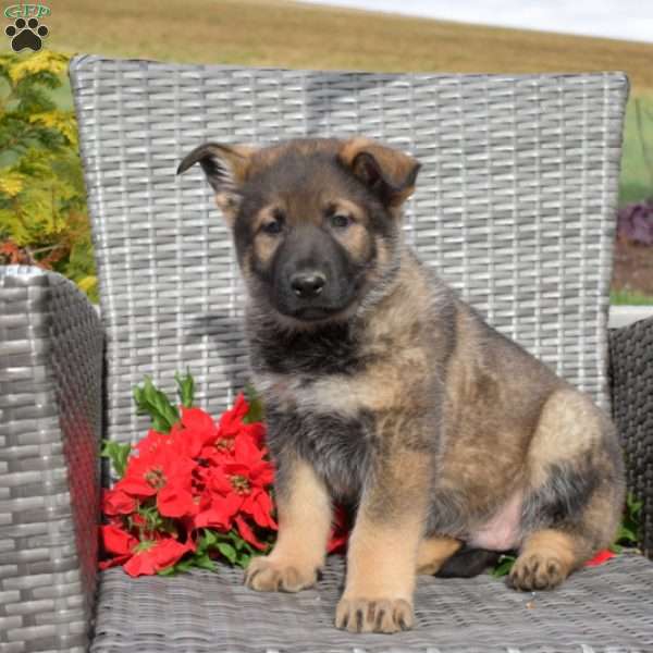 Ace, German Shepherd Puppy