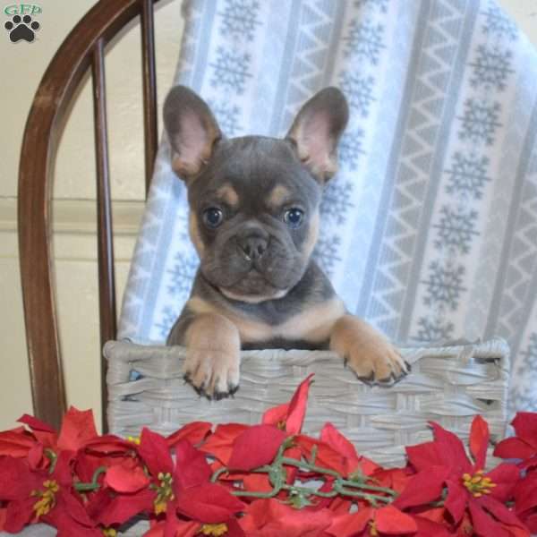 Ace, French Bulldog Puppy