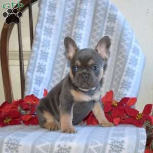 Ace, French Bulldog Puppy