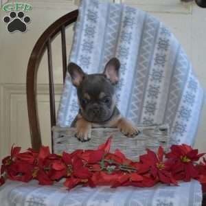 Ace, French Bulldog Puppy