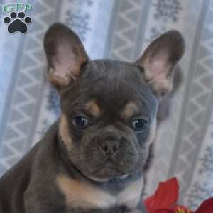 Ace, French Bulldog Puppy