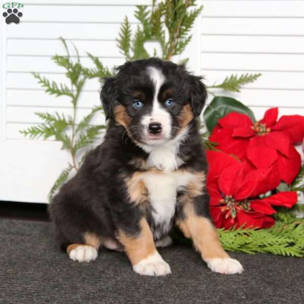 Ace, Miniature Australian Shepherd Puppy