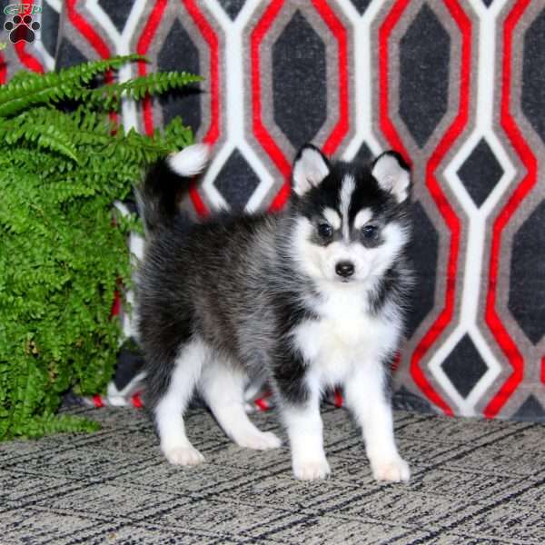 Ace, Pomsky Puppy