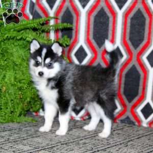 Ace, Pomsky Puppy