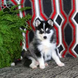 Ace, Pomsky Puppy