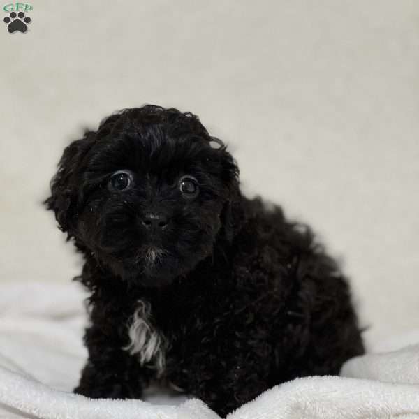 Ace, Shih-Poo Puppy