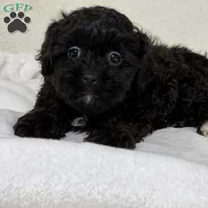 Ace, Shih-Poo Puppy