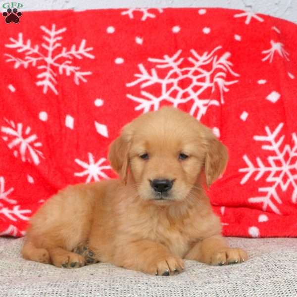 Adam, Golden Retriever Puppy