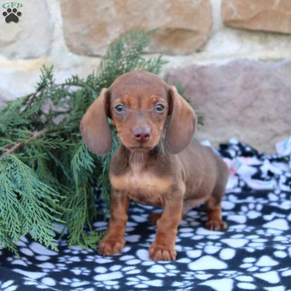 Adam, Dachshund Puppy