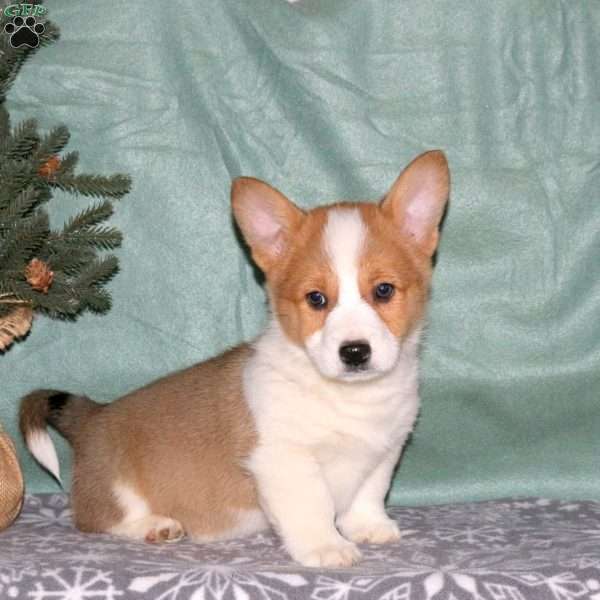 Adam, Pembroke Welsh Corgi Puppy