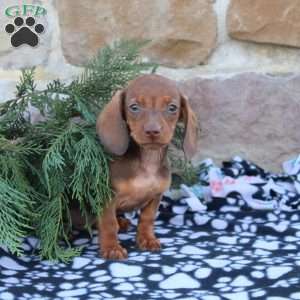 Adam, Dachshund Puppy