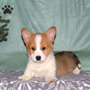 Adam, Pembroke Welsh Corgi Puppy