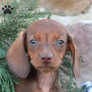 Adam, Dachshund Puppy