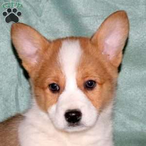 Adam, Pembroke Welsh Corgi Puppy