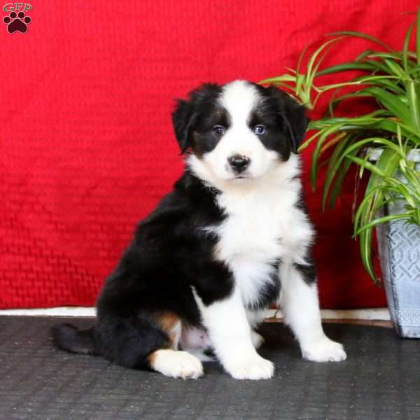 Aden, Miniature Australian Shepherd Puppy