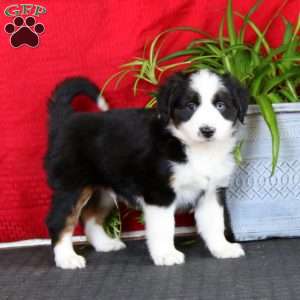 Aden, Miniature Australian Shepherd Puppy