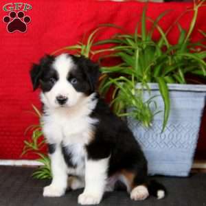 Aden, Miniature Australian Shepherd Puppy