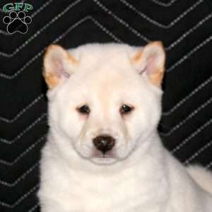 Akio, Shiba Inu Puppy