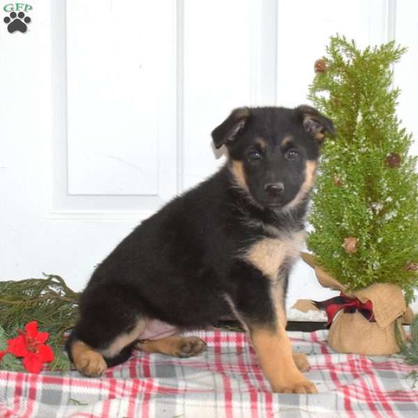 Akira, German Shepherd Puppy