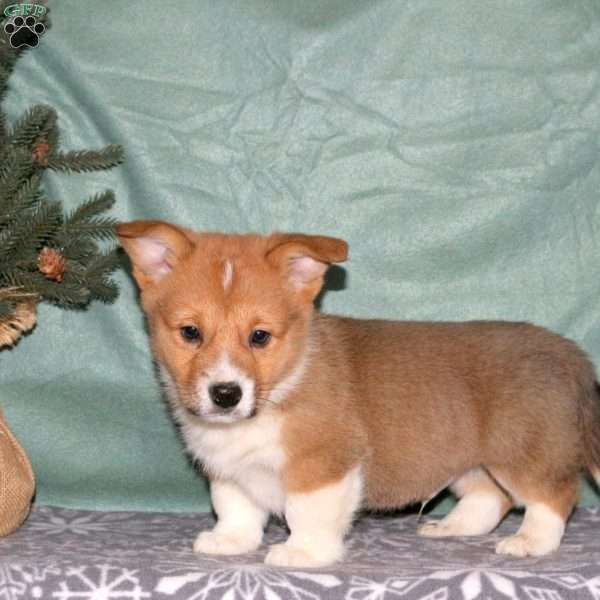 Alabama, Pembroke Welsh Corgi Puppy