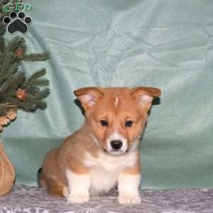 Alabama, Pembroke Welsh Corgi Puppy