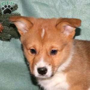 Alabama, Pembroke Welsh Corgi Puppy