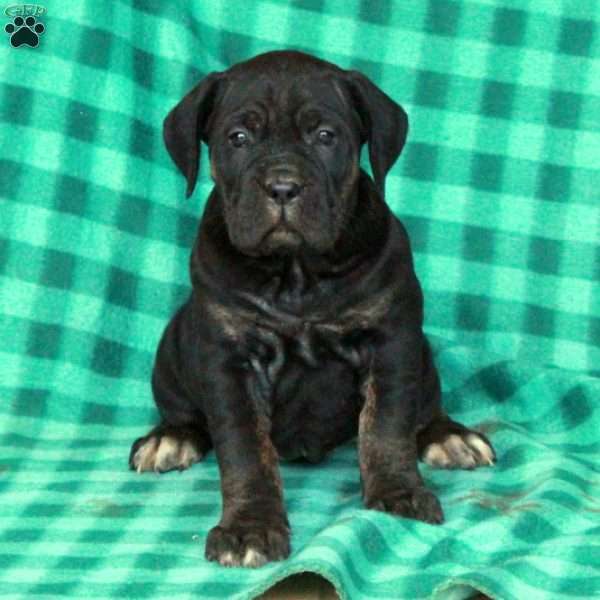 Alba, Cane Corso Puppy