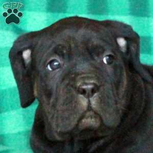 Alba, Cane Corso Puppy