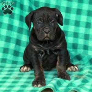 Alba, Cane Corso Puppy