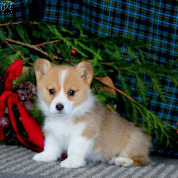 Alec, Pembroke Welsh Corgi Puppy