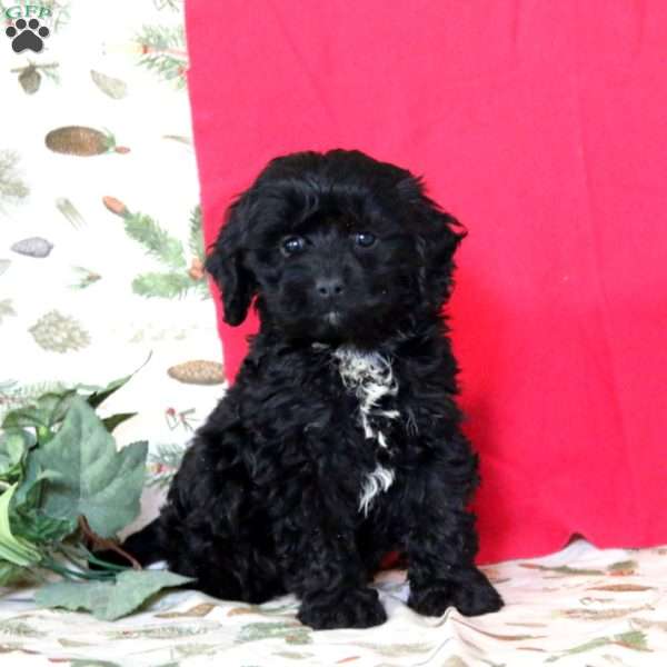 Alec, Cockapoo Puppy