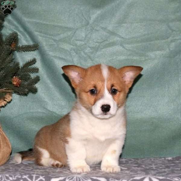 Alex, Pembroke Welsh Corgi Puppy