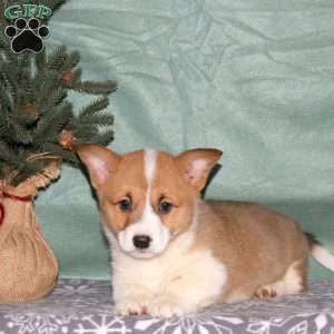 Alex, Pembroke Welsh Corgi Puppy