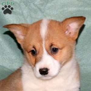 Alex, Pembroke Welsh Corgi Puppy