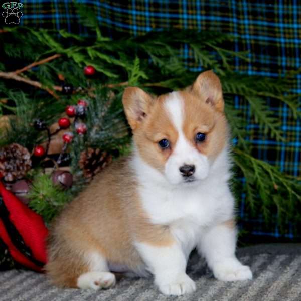 Alisha, Pembroke Welsh Corgi Puppy