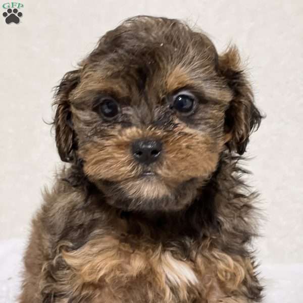 Alix, Shih-Poo Puppy