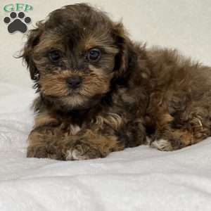 Alix, Shih-Poo Puppy