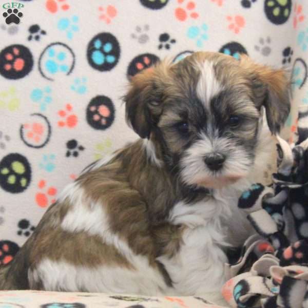 Allen, Havanese Puppy