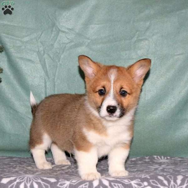 Allen, Pembroke Welsh Corgi Puppy