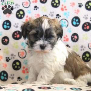 Allen, Havanese Puppy